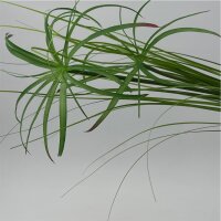Papyrus-Zweig  grün 67 cm