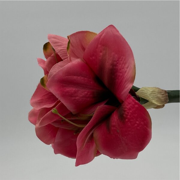 Amaryliis rosa 50 cm