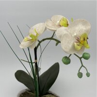 Orchidee Phalaenopsis "Naturel" in weisser Schale