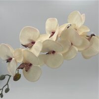 Phalaenopsis creme/violett 90 Cm
