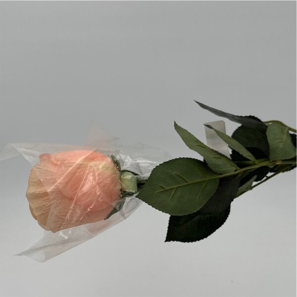 Rose Innovation apricot 75 cm