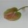 Anturium rosa / grün 65 Cm