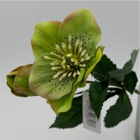 Christrose grün,2 Blüte,1 Knospe 35 Cm