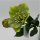 Christrose grün,2 Blüte,1 Knospe 35 Cm