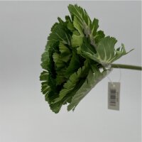 Kohl Blüte Grün Lila