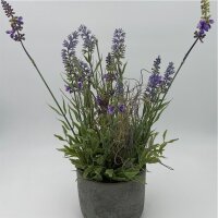 Lavendel im Zementtopf 40 cm