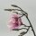 Magnolie pink ,2 Blüten 44 Cm