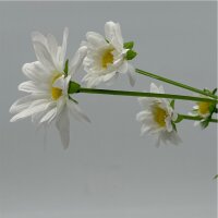 Margeritenzweig m.4 Blüten
