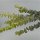 Eukalüptus Zweige 2 Stk hellgrün