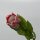 Protea 48 Cm rosee