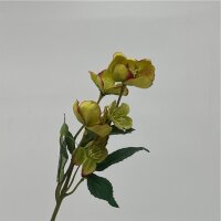 Heleborus Zweig 35cm Grün  5 Blüten